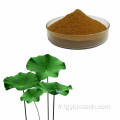 Produit de perte de poids Extrait de feuilles de lotus en poudre nuciférin